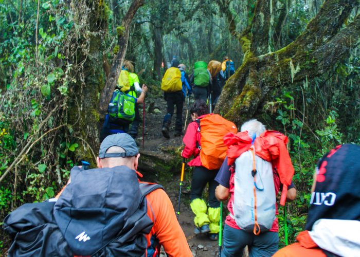 Kilimanjaro-Climbing rongai hiking