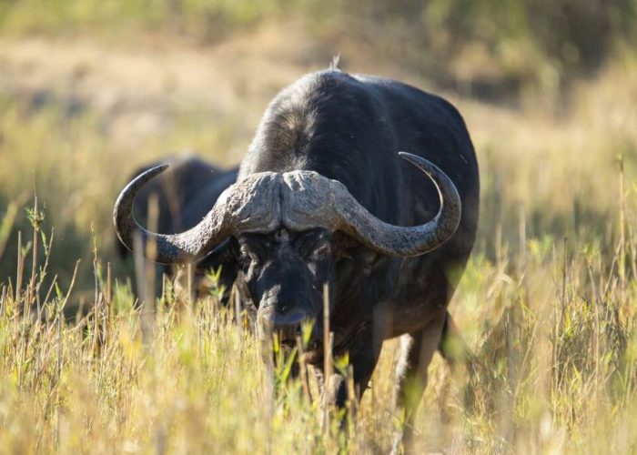 cca big five buffalo