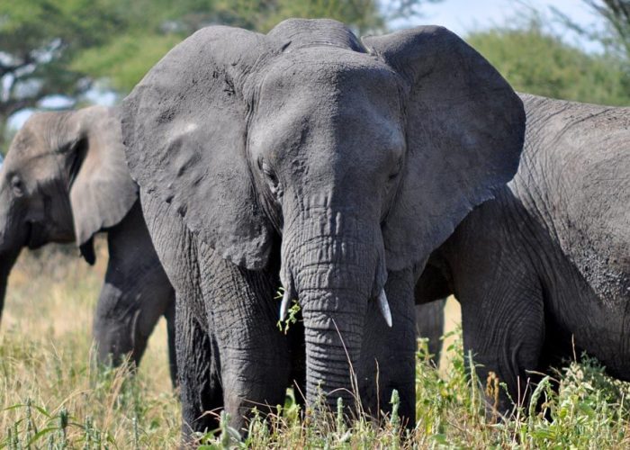 cca big five elephant