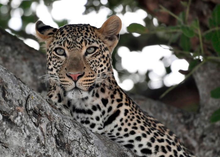 cca big five leopard