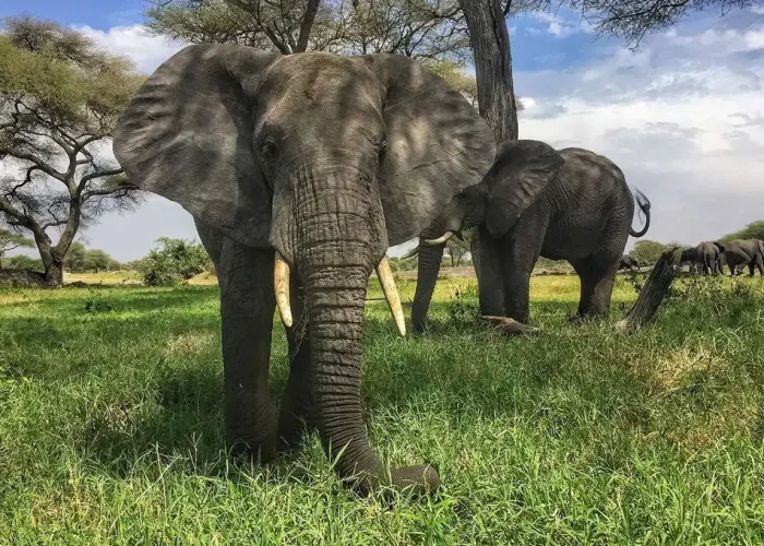 cca classic tarangire