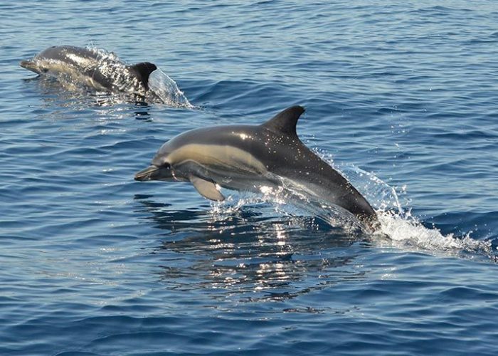 dolphin tour